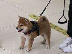 -美联众合动物医院·24h京西诊疗中心