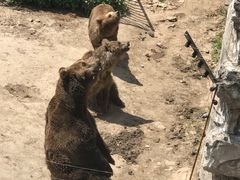 -哈尔滨北方森林动物园