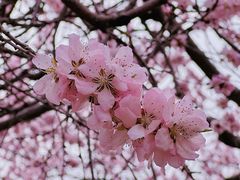 -桃花堤公园