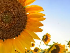 -光明小镇欢乐田园