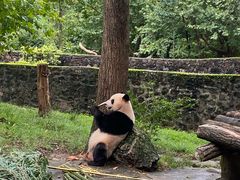 -都江堰中华大熊猫苑