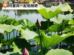 -莲花池公园