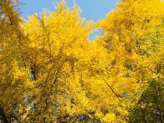 -四川大学(华西校区)