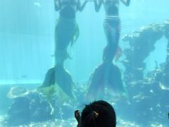 -海棠湾洲际-涛·海底餐厅·美人鱼·自助餐·海底隧道
