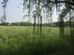 -长兴太湖图影湿地文化园