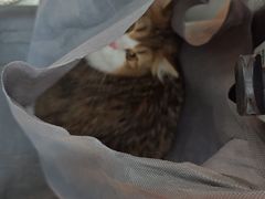 -艾吉宠物医院·疑难杂症转诊中心·猫友好(碧江路院)