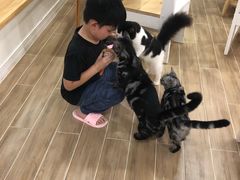 -李小姐の猫咖啡馆(五角场店)