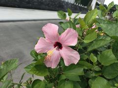 -呀诺达热带雨林