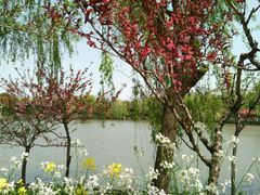-南汇桃花村