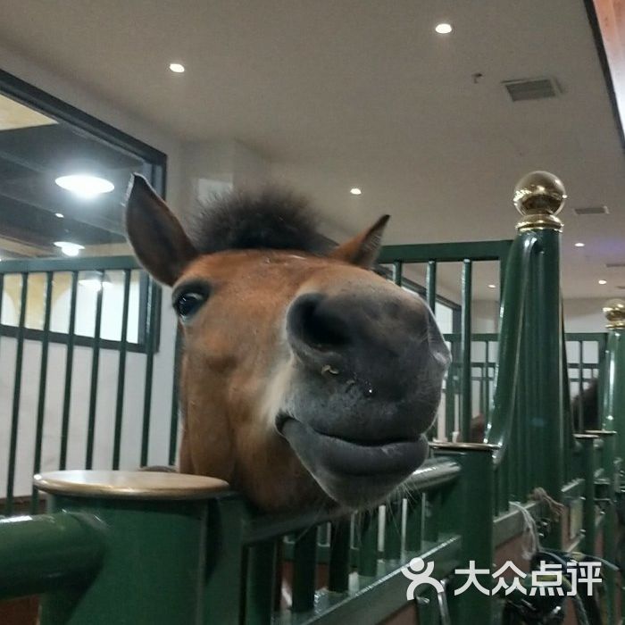 佳伯马术俱乐部