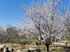 -莲花池公园