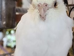 -吉丁鸟咖·异宠·寄养