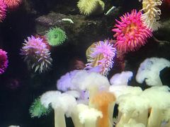 -瑞普利水族馆