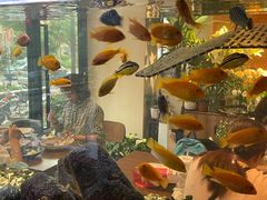 -酷以爬仙阁实体爬宠店·守宫·蜥蜴·专业繁育