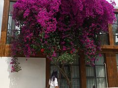 -三圣花乡旅游区