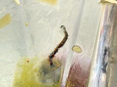 -小赖鱼馆