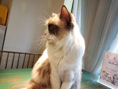 -喵喵咪呀布偶猫咖(春熙路店)