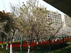 -高东镇樱花园