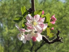 -海棠花溪(元大都城垣遗址公园)