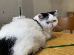 -藏猫猫咖啡主题馆(中央大道店)