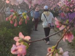 -天适樱花悠乐园