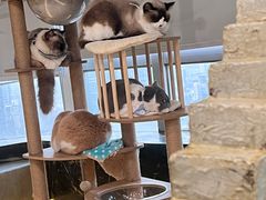 -共舞时光猫咖·狗咖(新街口店)