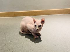 -飞行喵MR PILOT|猫舍·猫咖(静安大融城店)