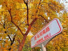 -三里屯东五街银杏大道
