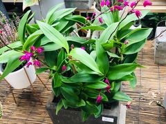 -秦美花卉(天朗·莱茵小城2期店)