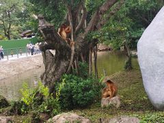 -深圳野生动物园