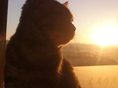 -猫的茶·猫咖