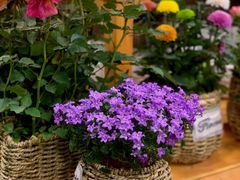 -双季花艺园艺市场(浦东店)