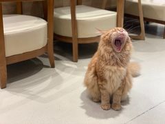 -藏猫猫咖啡主题馆(中央大道店)