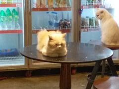 -more than meow吴止猫主题餐厅(承德 中船汇店)
