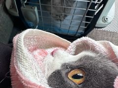 -瑞派福兴宠物医院犬猫全科·骨科·中西医结合(河东店)