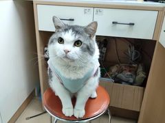 -瑞派动物医院·猫专科·至诚(江南中分院)