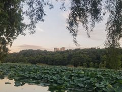 -月湖风景区