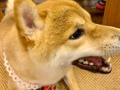 -豆柴町-柴犬主题狗咖(红鼎国际C座店)