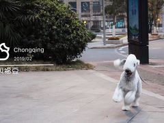 -重庆市江北嘴中央商务区中央公园