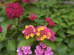 -洋湖国家湿地公园