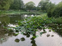 -郑州植物园