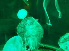 -泉城欧乐堡海洋极地世界