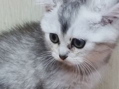 -三花喵·撸猫购宠·宠物生活馆(虹桥南丰城店)