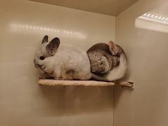 -龙猫仔乐园(惠福东路店)