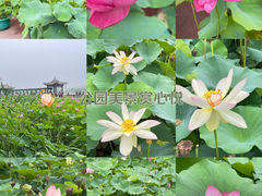 -莲花池公园