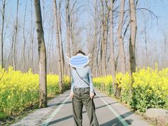 -合肥滨湖国家森林公园