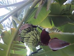 -三亚亚龙湾金棕榈度假酒店