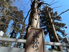 -天目山大树王景区