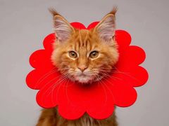 -猫十亿·布偶金渐层·曼基康矮脚猫舍(青年路店)