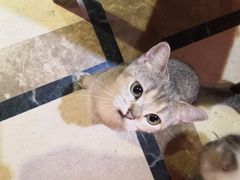 -猫色咖啡·猫咖